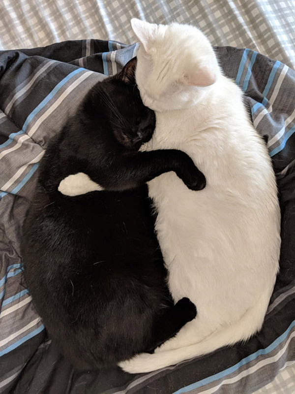 black and white cats sleeping