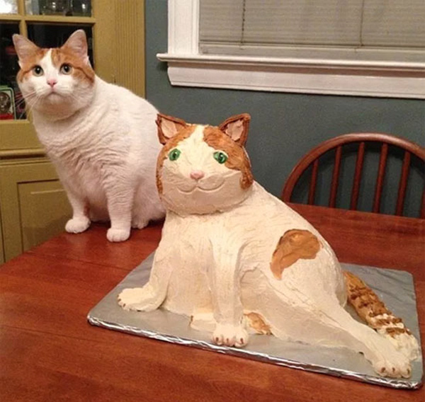 cat made of cake