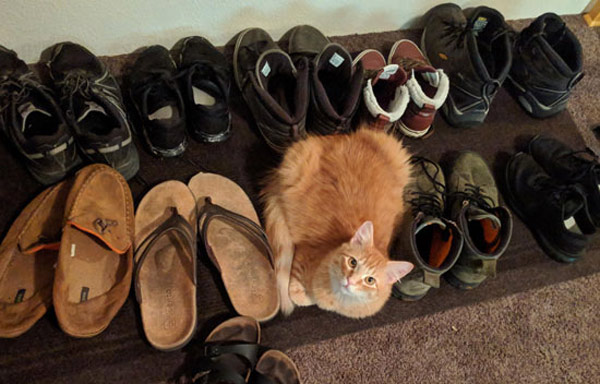 cat among the shoes