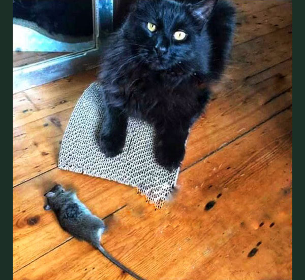 cat and dead mouse