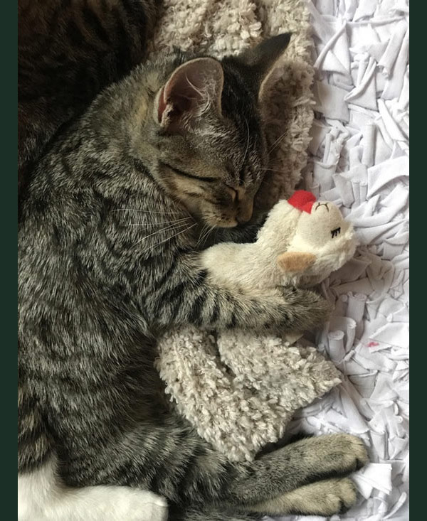 cat and toy lamb