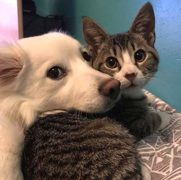 cat and white dog