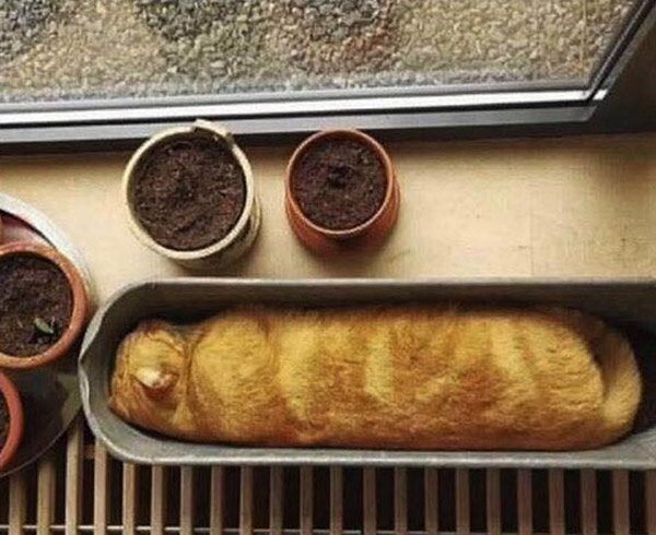 yellow cat asleep in bread pan