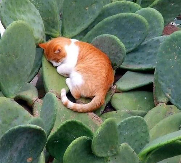 cat asleep on cactus