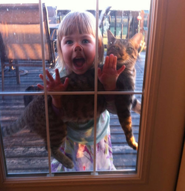 cat at the window