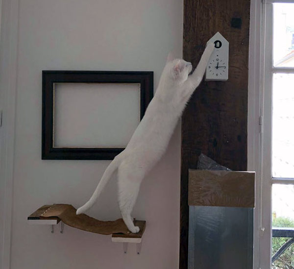 cat attacks clock