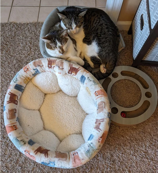 cat bed with two cats