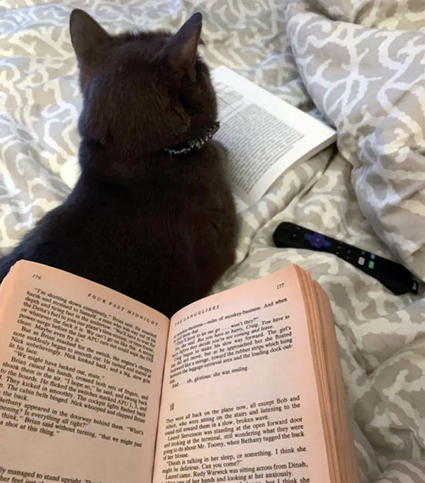 cat laying on book