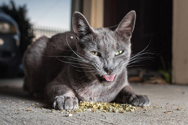 cat eating catnip