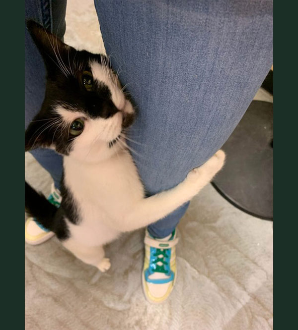 cat hugs leg