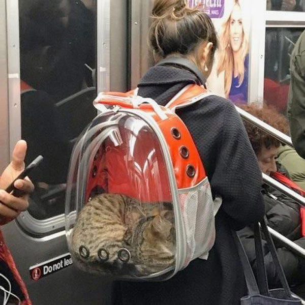 cat in backpack