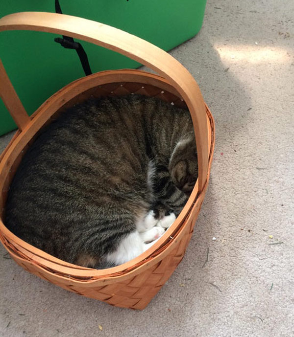 cat sleeping in basket