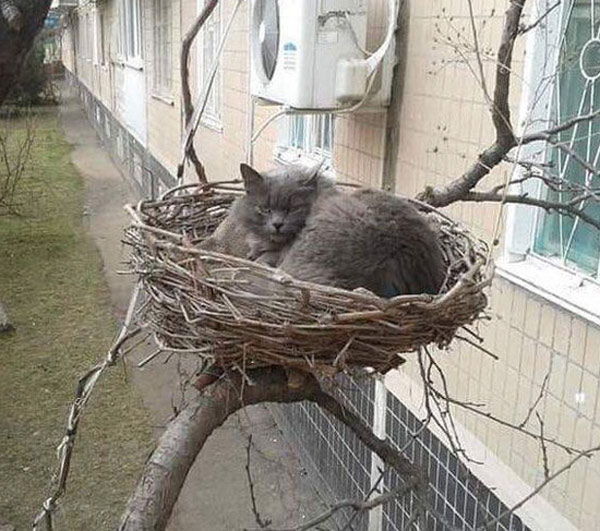 cat in bird nest