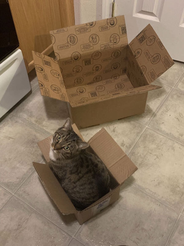 cat picks small box