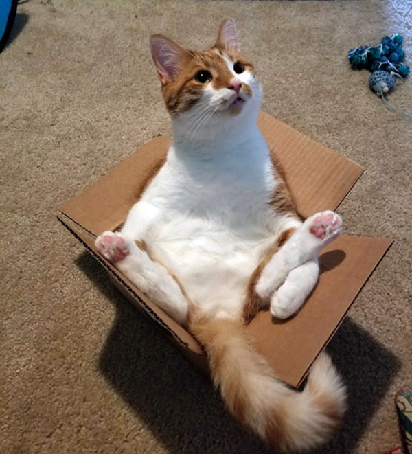 cat in cardboard box