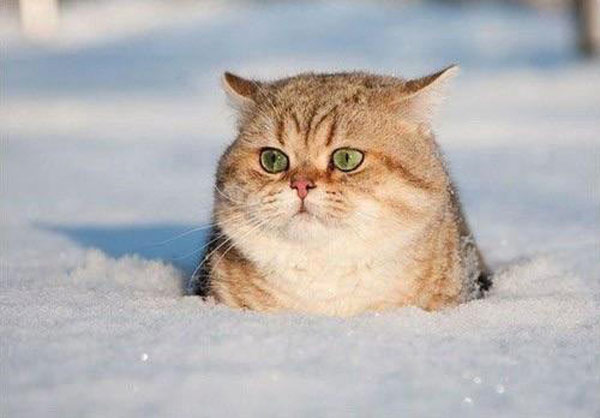 cat in deep snow