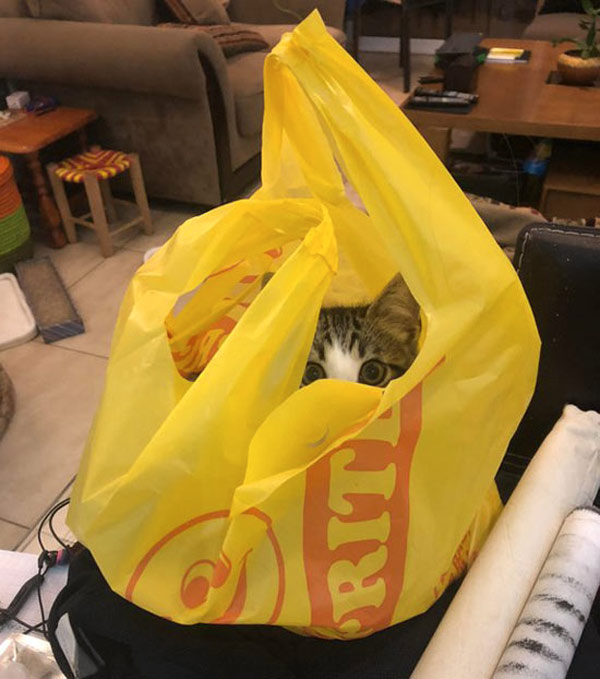 cat in plastic bag