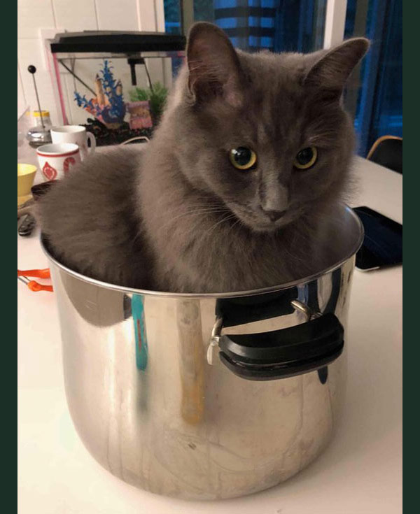 cat in a pot