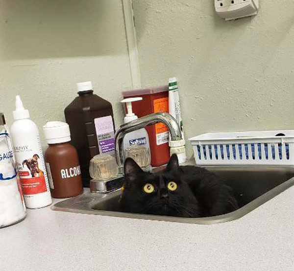 black cat in vet sink