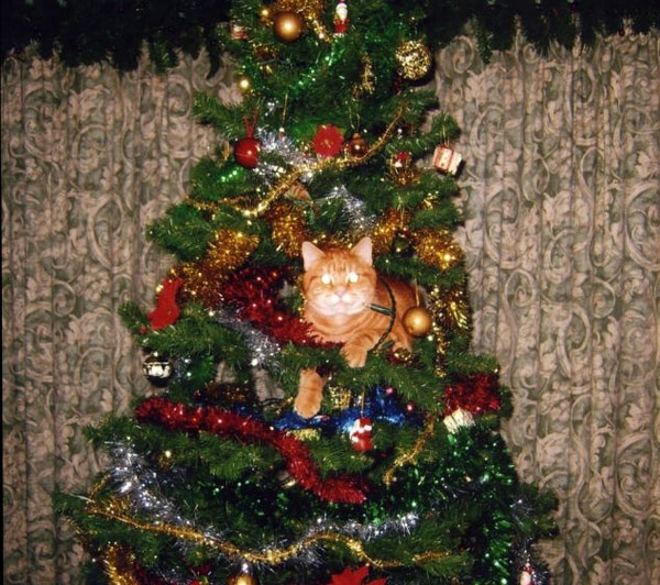 cat in xmas tree