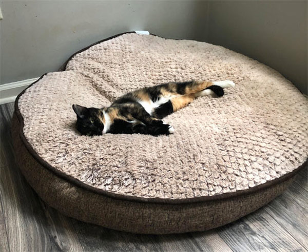 little cat on big dog bed