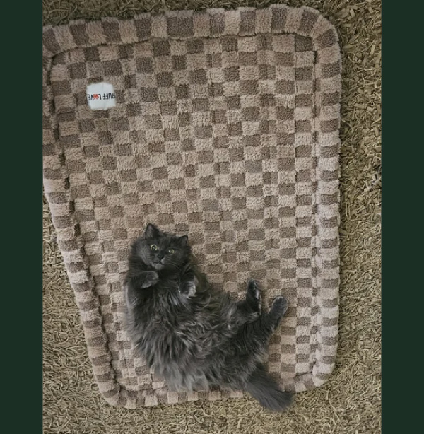 cat on dog bed