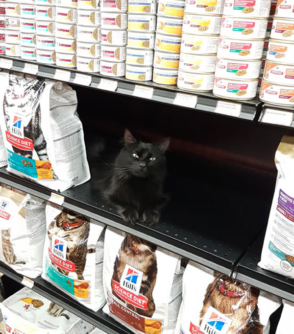 cat on shop shelf