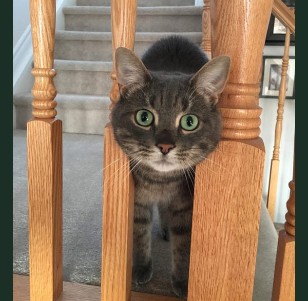 cat on stairs