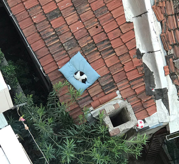 cat sleeping on tiled roof