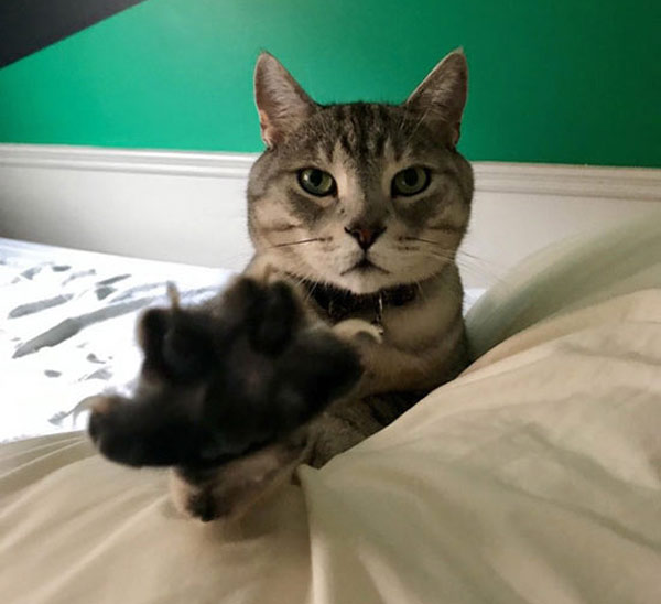 cat paw out