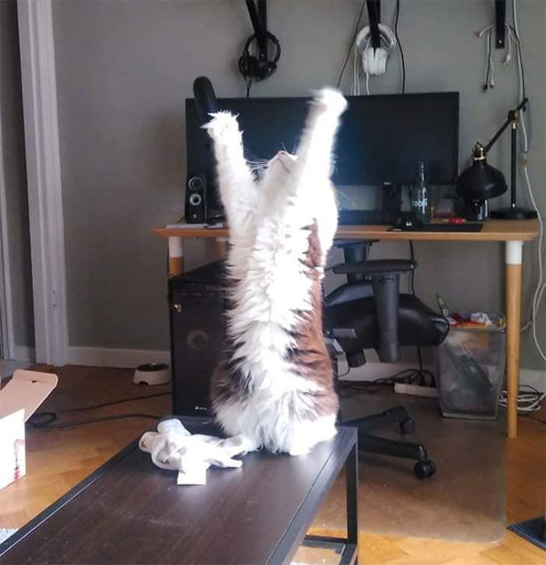 cat praising jesus