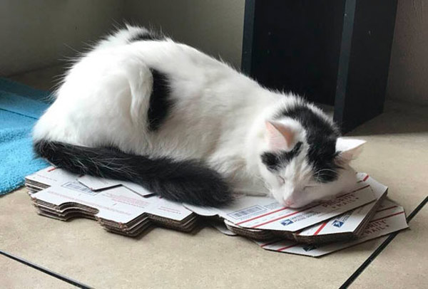 cat sleeping on boxes