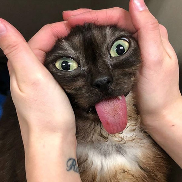 crazy cat and long tongue