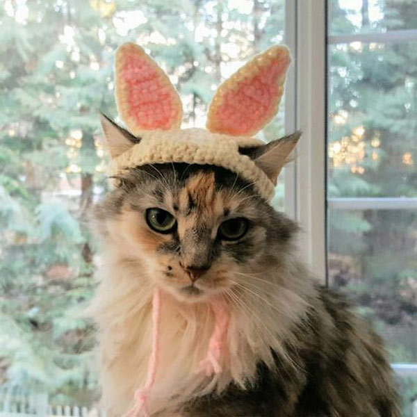 cat with bunny ears