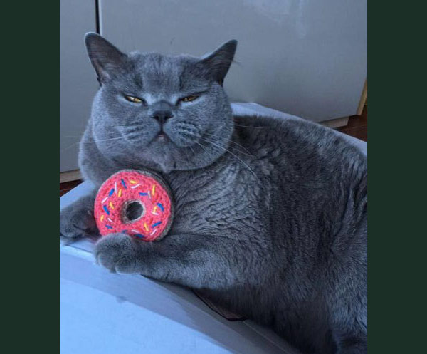 cat with donut