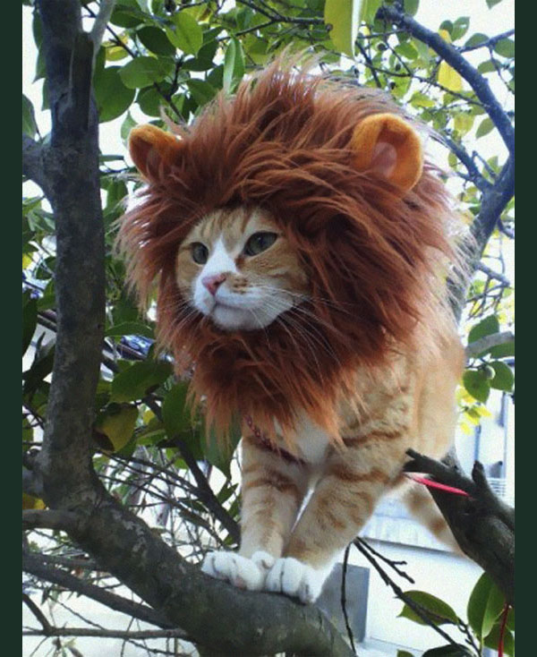 cat with lion's mane