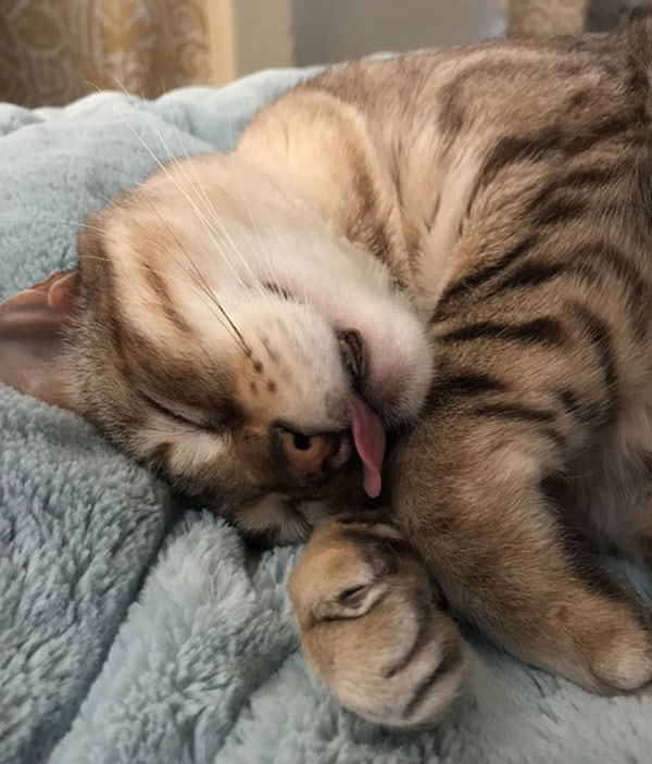 cat with tongue out