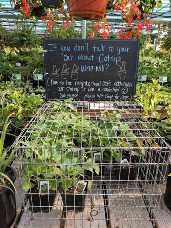 catnip in cages