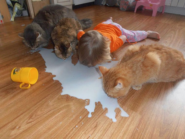 cats and child drink milk off the floor