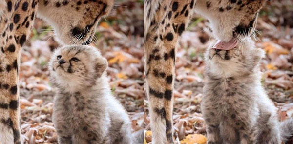 cheetah licking cub's face