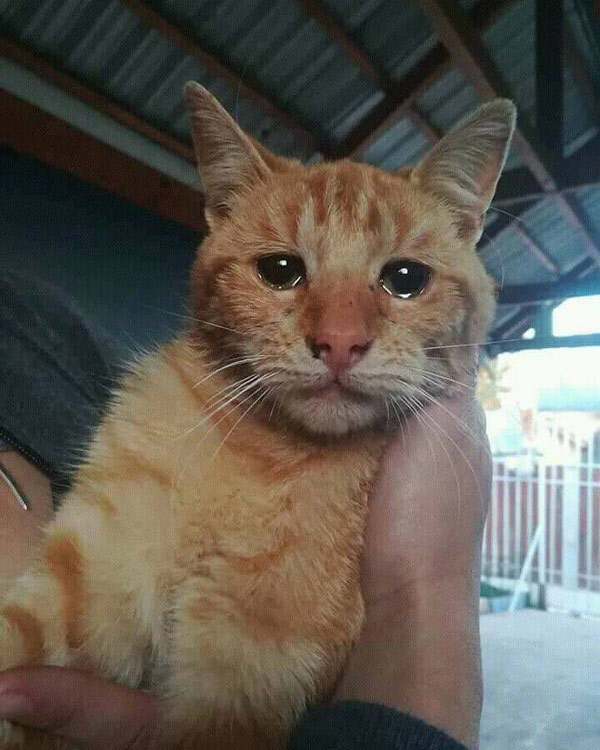 crying cat