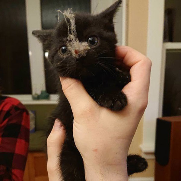 dust bunny kitty