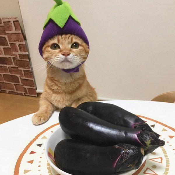 eggplant costume cat