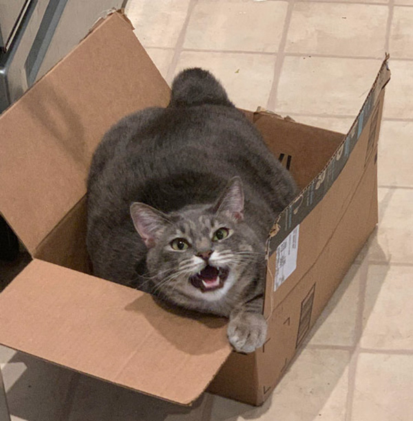 happy fat cat in box