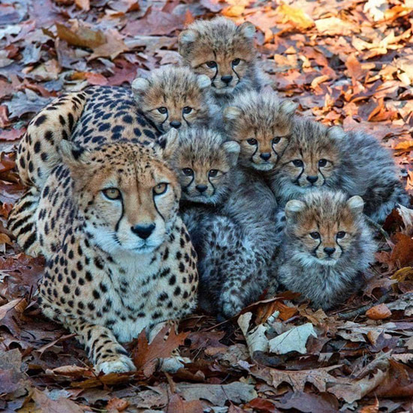 five baby cheetahs