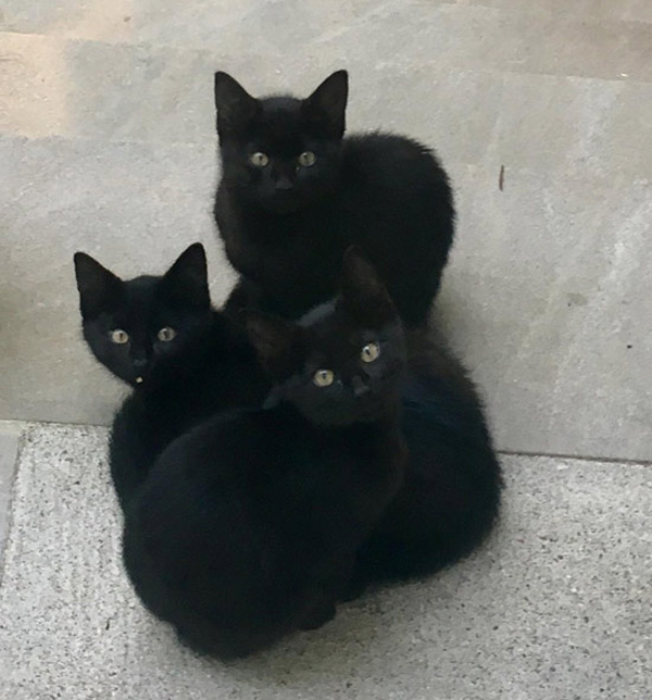 four black kittens