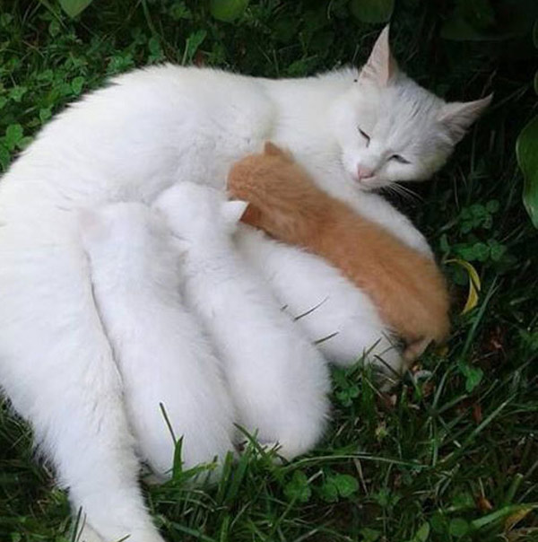 three white kittens