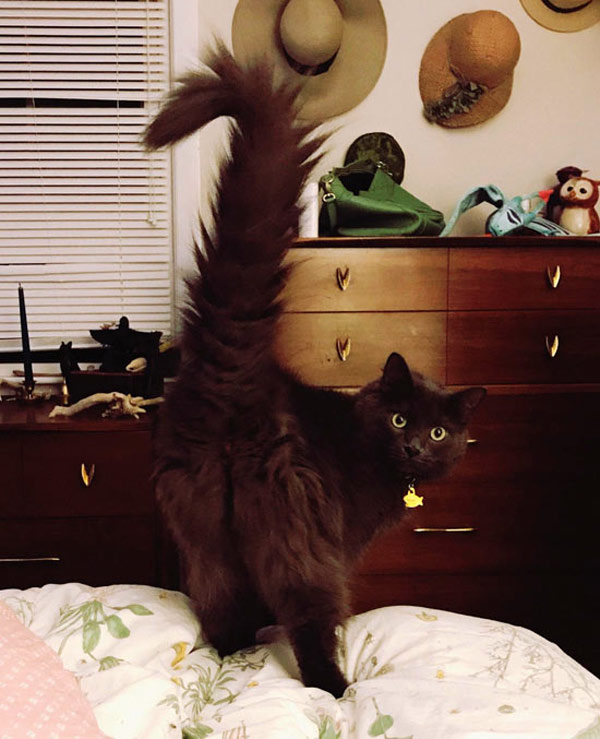 fuzzy butt cat