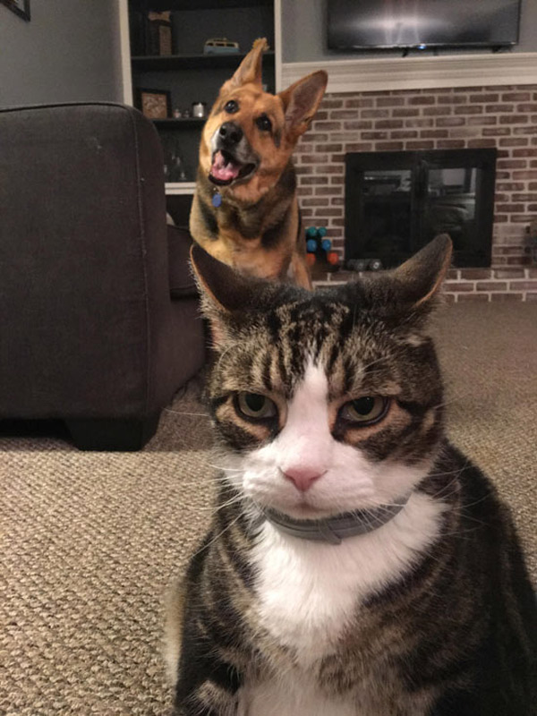 glowering cat with dog