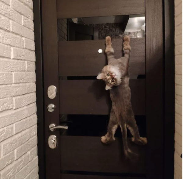 cat hanging on door